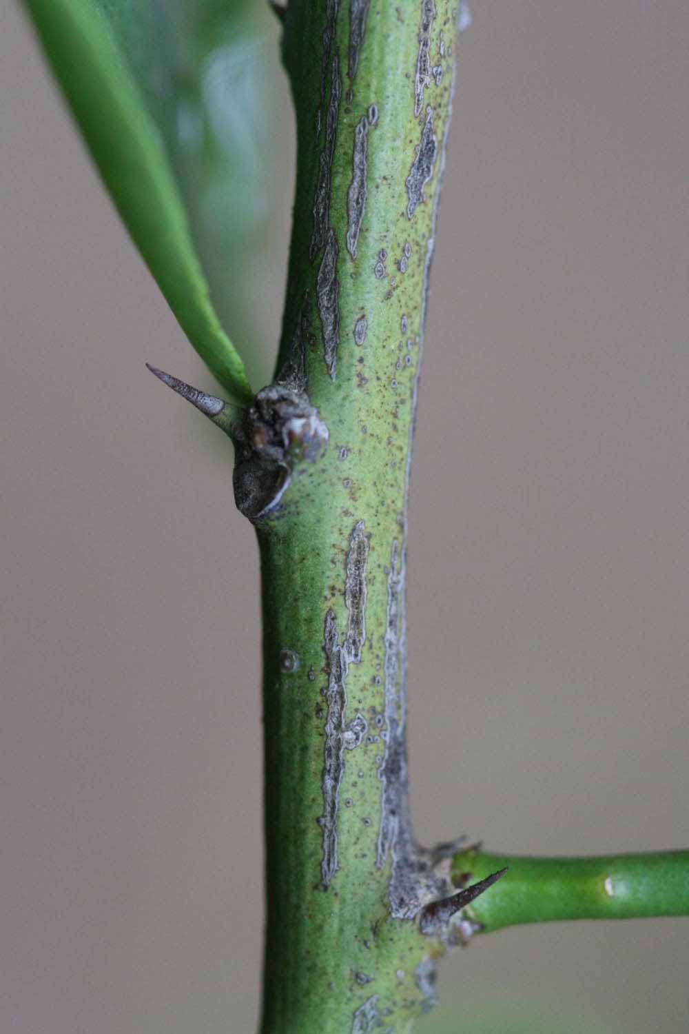              Second - third year twig (Limoneira 8-A, Riverside, CA)       